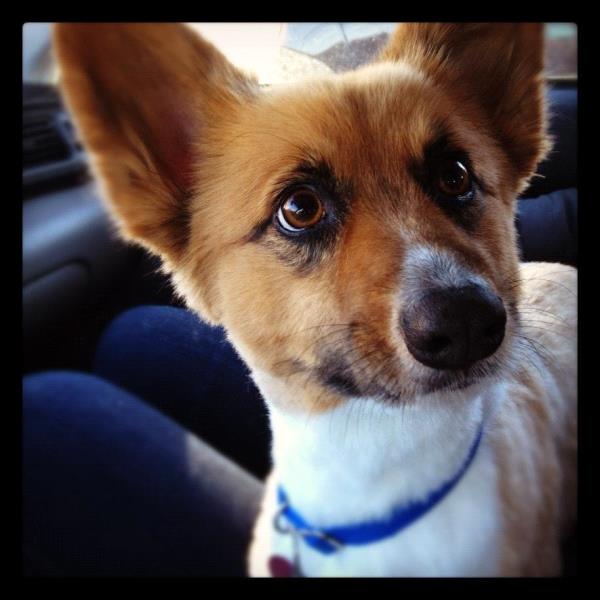 /Images/uploads/Humane Society of Utah/HSUCalendar/entries/773thumb.jpg